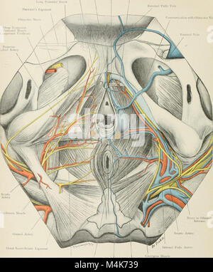 Atlas di applicato (carta topografica) anatomia umana per studenti e professionisti (1906) (20156533258) Foto Stock