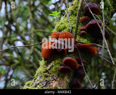 Giudeo l orecchio fungo / Legno / orecchio jelly orecchio fungo su muschio struttura coperta, Regno Unito Foto Stock