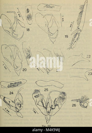 Annali del Museo civico di Storia Naturale Giacomo Doria (1966) (18384139236) Foto Stock