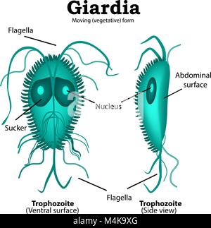 La struttura di Giardia. Illustrazione Vettoriale su sfondo isolato. Illustrazione Vettoriale