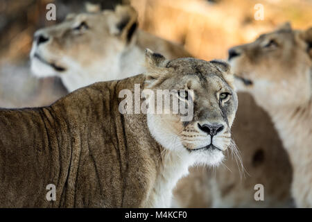 Femmina, lion Panthera leo, lionesse ritratto, con due femmina non focalizzato i Lions in background Foto Stock