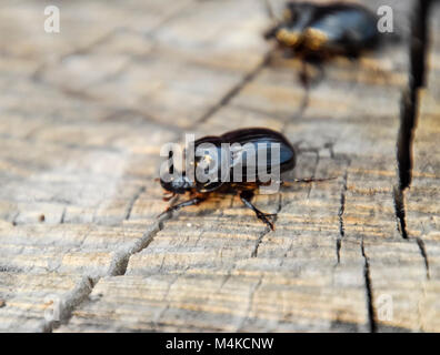 Un scarabeo rinoceronte su un taglio di un ceppo di albero. Una coppia di rinoceronte coleotteri. Foto Stock