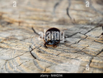 Un scarabeo rinoceronte su un taglio di un ceppo di albero. Una coppia di rinoceronte coleotteri. Foto Stock