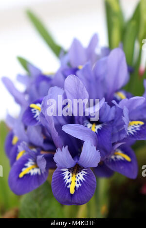 Iris reticulata o compensate Iris Foto Stock
