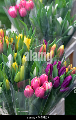 Una varietà o una selezione di differenti tulipani colorati in mazzi per la vendita in un negozio di fiori in primavera la primavera di fiori da bulbo in campi di colori. Foto Stock