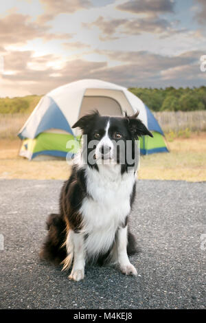 Un Border Collie cane nella parte anteriore di una tenda da campeggio a Assateague Island National Seashore, Maryland Foto Stock