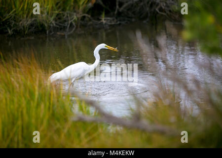 Un Airone bianco maggiore (Ardea alba) pescare un pesce a Assateague Island National Seashore, Maryland Foto Stock