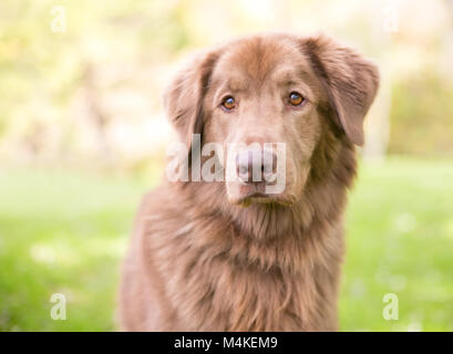 Ritratto di un recuperatore di razza mista cane all'aperto Foto Stock