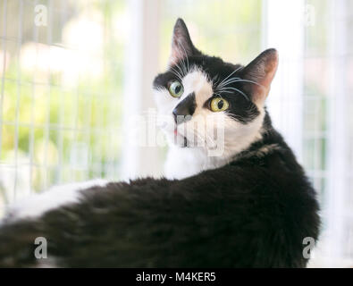 Ritratto di un bianco e nero shorthair domestico gatto in una posa rilassata guardando sopra la sua spalla Foto Stock