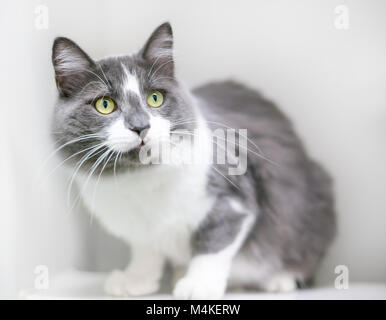 Un grigio e bianco shorthair domestico gatto in una posizione accovacciata Foto Stock