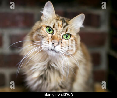 Ritratto di un brown tabby nazionali longhair cat con bellissimi occhi verdi Foto Stock