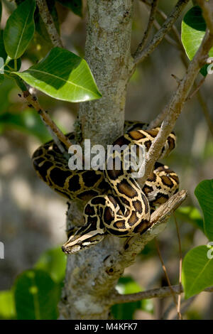 Python birmano. Foto Stock