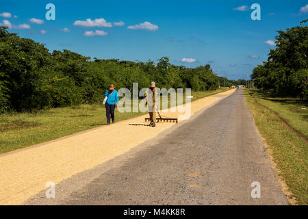 Cienfuegos, Cuba - 7 Dicembre 2017: cubano Solleva coltivatore di riso per asciugarla sulla strada Foto Stock