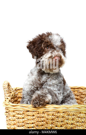 Bella marrone cucciolo soffici Foto Stock