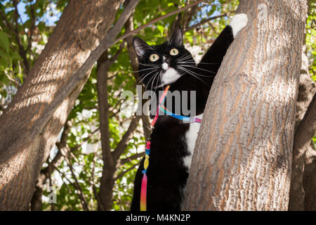 Bella in bianco e nero gatto sul cablaggio con baffi di incollaggio e gli occhi sbarrati è arrampicata su un albero nella soleggiata sera d'estate. Foto Stock