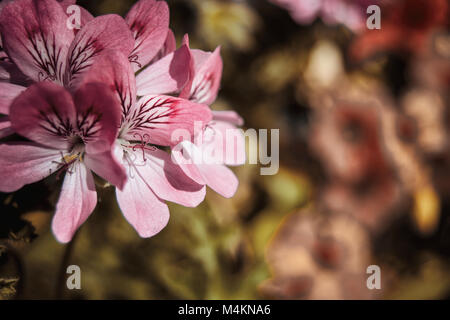 Close up geranium rose fiori con luce naturale Foto Stock