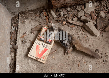 Un woodrat morto in un Victor rat trap. Folte-tailed woodrat, packrat, Neotoma cinerea Foto Stock