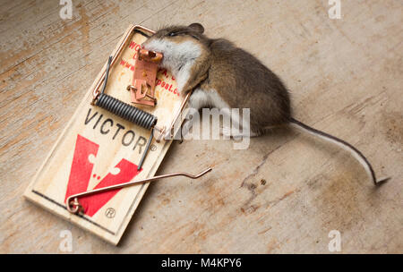 Un topo morto in un Victor mouse trap. House mouse Mus musculus domesticus Foto Stock