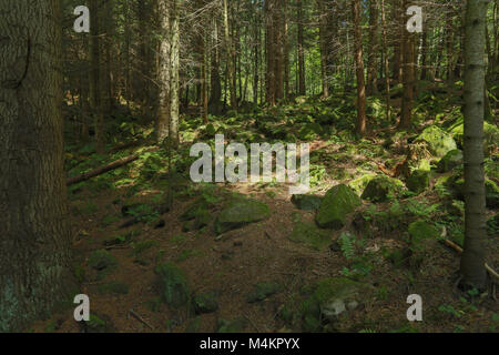 Paesaggio, vertice, pietre, muschi, montagne, albero, natura Foto Stock