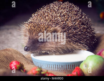 Animali, di filo spinato, bestie, simpatici animali bere latte,riccio, mammifero, la fauna selvatica, natura Foto Stock