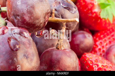 Close-up foto di frutta con uve nel fuoco e alcune gocce di acqua. Foto Stock