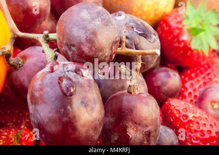 Close-up foto di frutta con uve nel fuoco e alcune gocce di acqua. Foto Stock