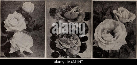 Barnard di semi, lampadine, arbusti 1918 (1918) (19731533174) Foto Stock