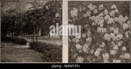 Barnard di semi, lampadine, arbusti 1918 (1918) (20345713652) Foto Stock