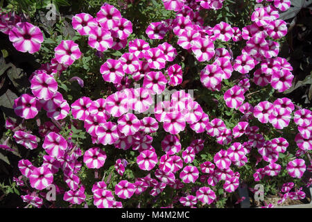 Cultivar di petunia Lampone Star Foto Stock