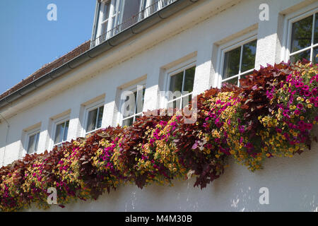 Ipomoea batatas Sweet Caroline, patata dolce, la petunia Foto Stock