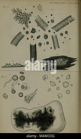 Annali e la rivista di storia naturale - tra cui la zoologia, botanica e geologia (1853) (18223770020)