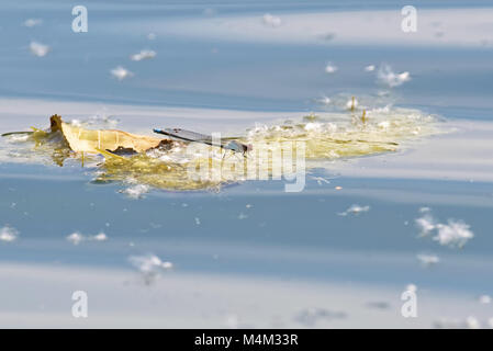 Red-eyed damselfly Foto Stock