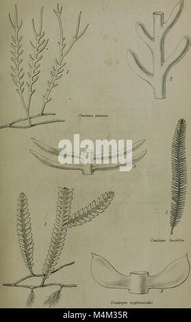 Annali e la rivista di storia naturale - tra cui la zoologia, botanica e geologia (1853) (18385014326)