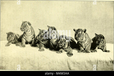 Le bestie e gli uomini, essendo Carl Hagenbeck di esperienze per mezzo secolo tra animali selvatici; (1912) (19737823073) Foto Stock