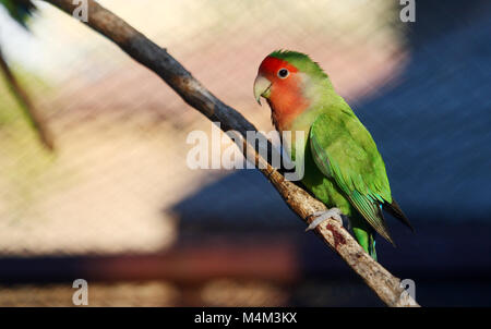 Peach-di fronte lovebird o roseo-di fronte lovebird(Agapornis roseicollis) in piedi su un ramo Foto Stock