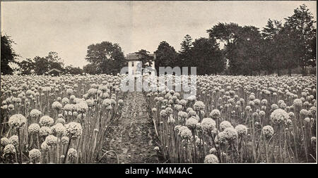 Beckert del negozio di sementi - sementi di ortaggi bulbi da fiore (1929) (19737503624) Foto Stock