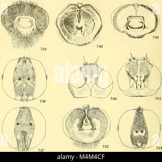 Bee vola del mondo - i generi della famiglia Bombyliidae (1973) (20172970390) Foto Stock