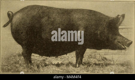 "Inizi nell'allevamento degli animali" (1912) delinea i fondamenti delle pratiche di allevamento e allevamento degli animali, sottolineando i primi metodi di gestione del bestiame e le tecniche agricole. Foto Stock