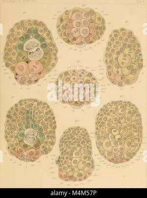 Beitrag zur Embryonalentwicklung der Ascaris megalocephala. (Aus dem Zoologischen Instsitute zu Leipzig.) (1903) (19741694893) Foto Stock