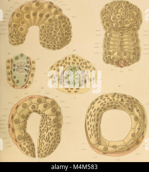 Beitrag zur Embryonalentwicklung der Ascaris megalocephala. (Aus dem Zoologischen Instsitute zu Leipzig.) (1903) (20354112612) Foto Stock