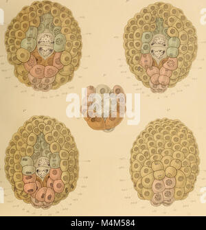Beitrag zur Embryonalentwicklung der Ascaris megalocephala. (Aus dem Zoologischen Instsitute zu Leipzig.) (1903) (20362590425) Foto Stock