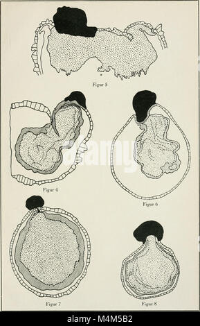 Beitrge zur Biologie der Pflanzen (1870-2006) (20336837086) Foto Stock