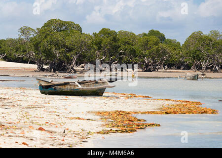 Le mangrovie delle zone umide costiere Mozambico Foto Stock