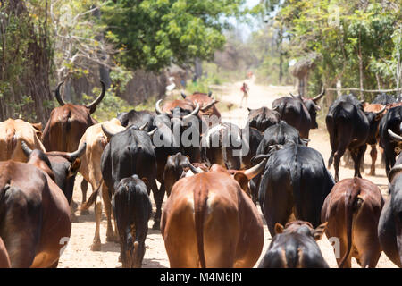 Bestiame essendo herded giù al centro di una strada sterrata Foto Stock