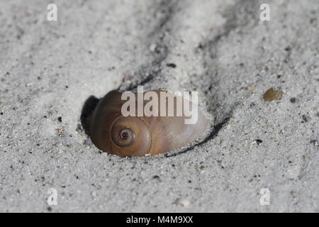 Close-up di un occhio di squalo seashell, Neverita duplicata, trovati parzialmente ricoperto di sabbia, vicino Napoli Florida Foto Stock