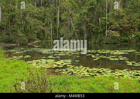 Il lago dalla foresta Analamazaotra Riserva, Madagascar Ottobre Foto Stock