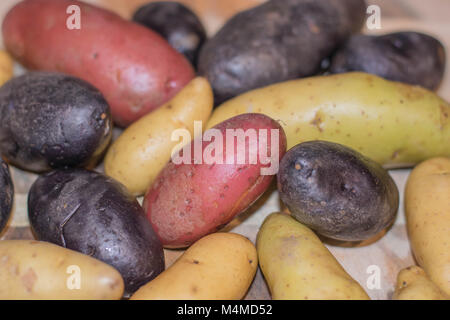 Viola, giallo e patate rosse, close-up e isolato Foto Stock