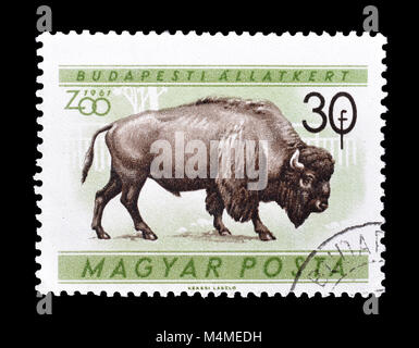 Annullato francobollo stampato da Ungheria, che mostra i bisonti, circa 1961. Foto Stock