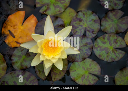 'Marliacea Chromatella' è un vecchio favorito tra waterlilies. Essa produce molto grande e a forma di coppa, pallido al gusto di limone-fiori gialli per tutta l'estate, continui Foto Stock