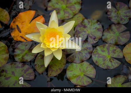 'Marliacea Chromatella' è un vecchio favorito tra waterlilies. Essa produce molto grande e a forma di coppa, pallido al gusto di limone-fiori gialli per tutta l'estate, continui Foto Stock